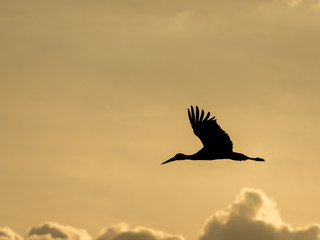 Backlit silhouette of a stork (Ciconia ciconia) flying at sunset (freedom concept)