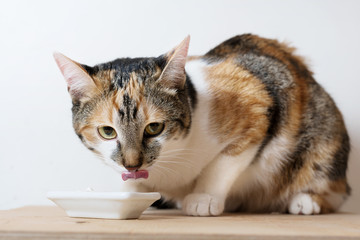 tricolor cat with tongue hanging out eating sour cream