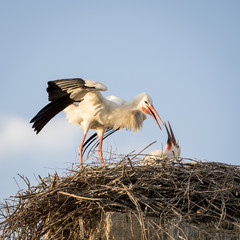 Adult white stork (Ciconia ciconia) feeding its chick