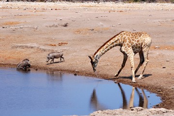 Fototapeta na wymiar Drinking young Giraffe in the Etosha National Park in Namibia