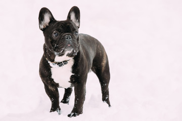 Black French Bulldog Dog Playing Outdoor In Snow At Winter Day