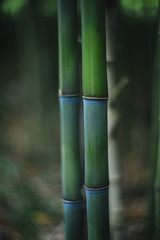 bamboo