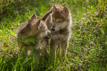 Grey Wolf (Canis lupus) Pups Look at Each Other