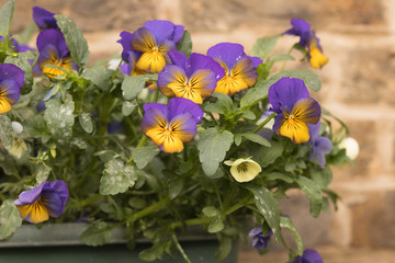 Violets grow in a flower pot against the backdrop of a brick wall.