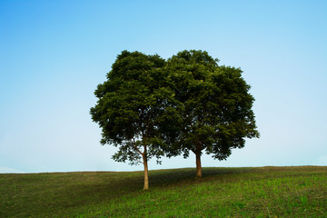 Green meadow and tree