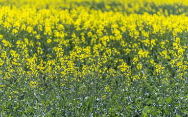 Obraz premium rape blossom field