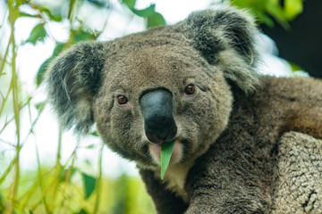 Koala is eating young eucalypt leaf.