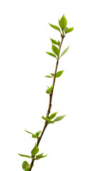 Branch of a poplar with the first foliage isolated on a white background.