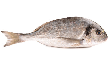 sea bream