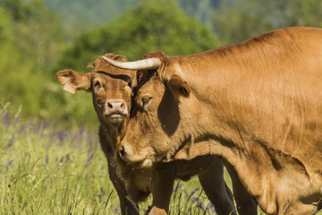 Vaches de Chartreuse - Isère.