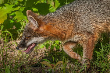Grey Fox Vixen (Urocyon cinereoargenteus) Stalks Left Closeup