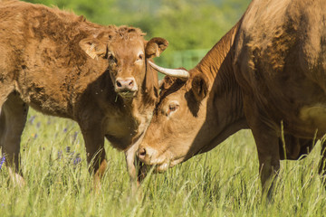 Vaches de Chartreuse - Isère.