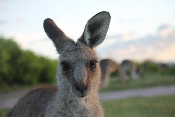 Wild Kangaroo New South Wales