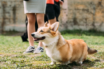 Pembroke Welsh Corgi Dog Is A Small Type Of Herding Dog That