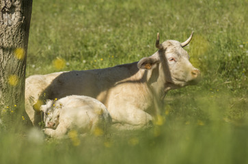 Vaches de Chartreuse - Is&egrave;re.