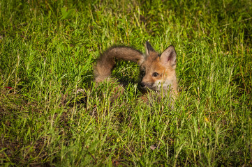 Red Fox Kit (Vulpes vulpes) Lies in Grass