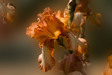Fototapeta na wymiar Orange iris flower on a blurred background