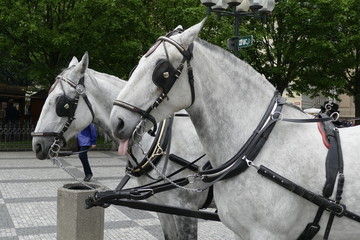 horse tour stand in the city center