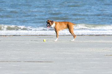 Happy Boxer playing ball at the beach