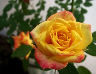 Yellow rose from my garden