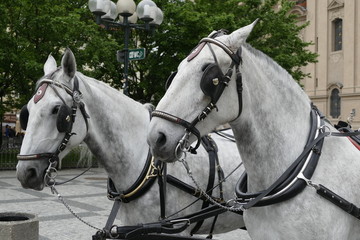horse tour stand in the city center