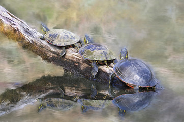 Obraz premium Painted Turtles Resting on a Log