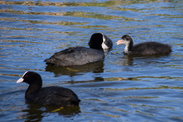 Adult Eurasian Coot and ducklings swimming and feeding on a calm still lake