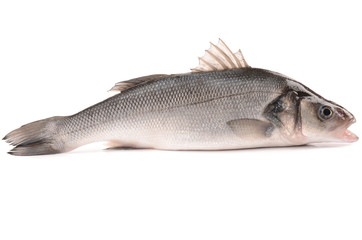 Seabass on a white background