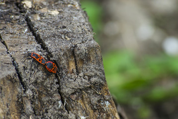 Red beetles on hemp