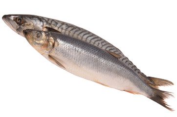 Mackerel and herring on a white background