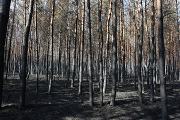 Burnt Scots pine forest in the spring