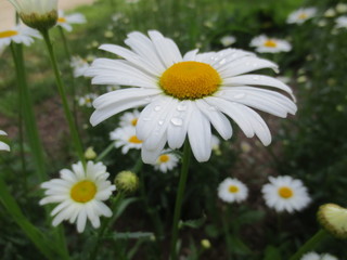 Obraz na płótnie Canvas Daisy in spring meadow 