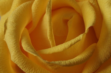 Composition "Yellow roses" with elements of macro./Composition with yellow roses: one flower and several flowers in a bouquet.