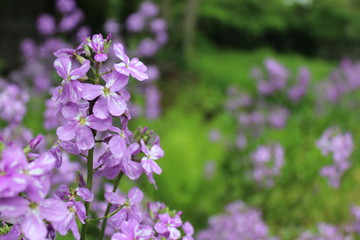 Phlox in summer meadow
