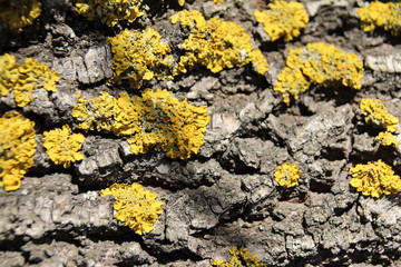 Golden lichens on the tree bark