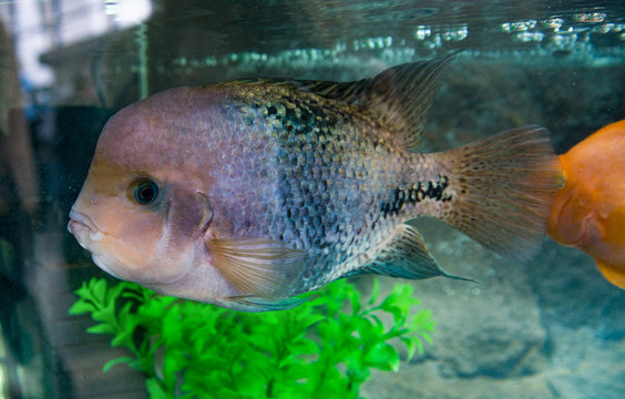 Cichlasoma rainbow or Vieja synspilum (Cichlasoma sensillum) is a aquarium fish
