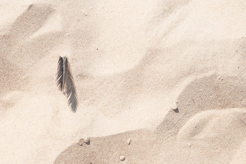Small bird feather on sandy beach