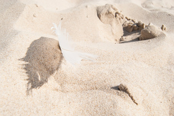 Small bird feather on sandy beach
