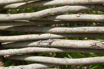 Willow fence background natural green