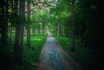 Obraz premium Deep in the Park