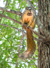 Squirrel Gathering Nuts / A brown squirrel sitting on a tree limb holding a large acorn in it's mouth. 