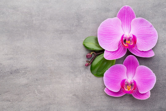 Pink orchid on the grey background.