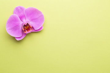 Pink beautiful orchid on colored background.