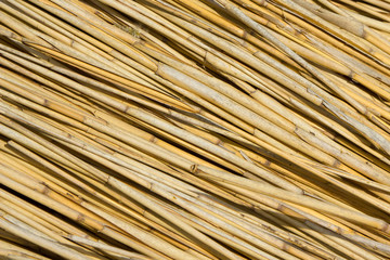 Reed natural background