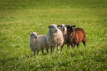 Four Sheep (Ovis aries) Stand Looking Right