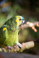 Parrot portrait of bird. Wildlife scene from tropic nature.