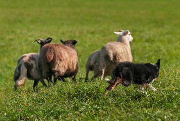 Herding Dog Runs Out Group of Sheep (Ovis aries)
