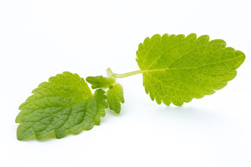 Fresh mint leaves isolated on white background. © gitusik