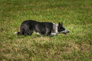 Stock Dog Stalks Right Low to Ground