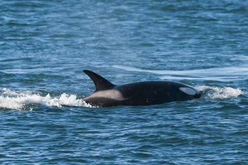 Naklejka premium Killer Whale, Orca, hunting a sea lion pup, Peninsula Valdez, Patagonia Argentina